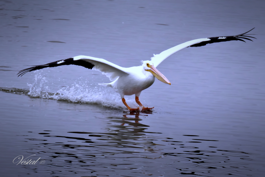 Skiing Pelican (3x2 ratio)